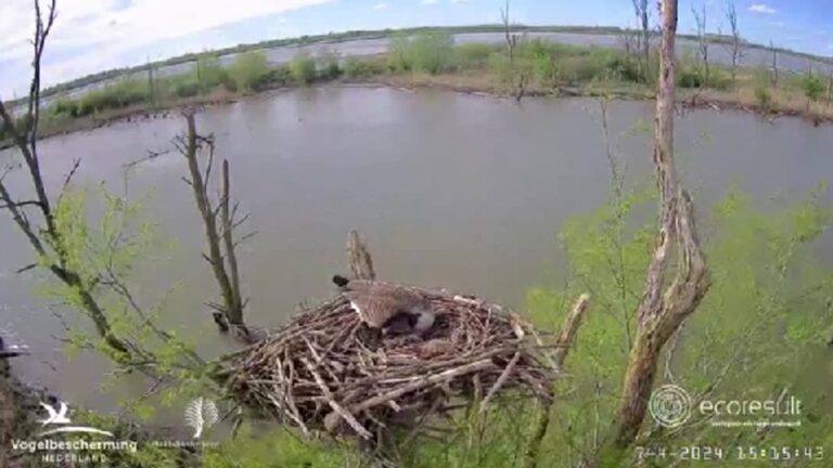 Is de visarend verjaagd? Gans legt twee eieren in nest visarend