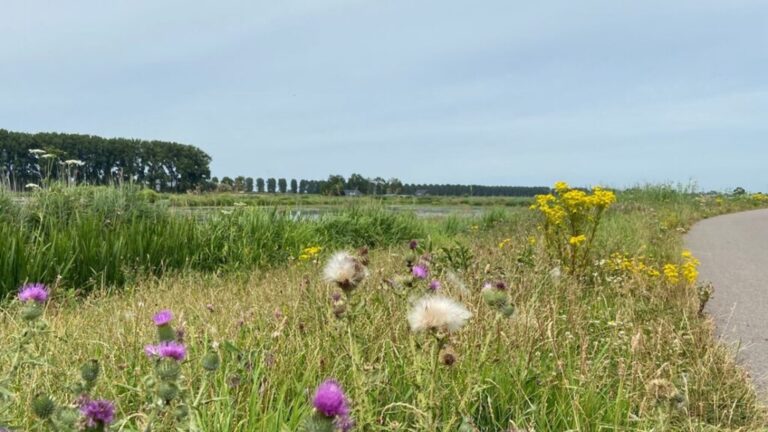 Staatsbosbeheer deelt boetes uit in Biesbosch