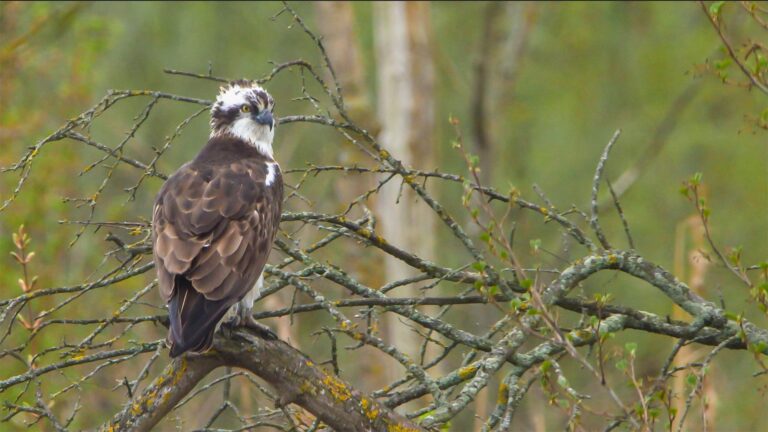 30 jaar Nationaal Park De Biesbosch