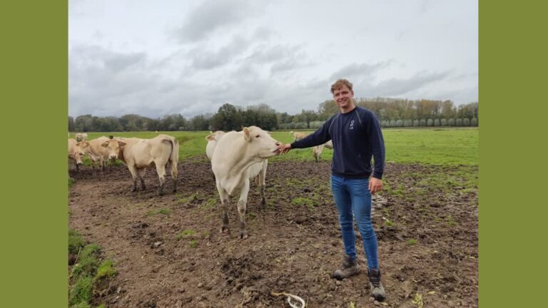 Scharrelkoeien uit Dordrecht vallen in de smaak: ‘Er komen zelfs klanten uit Delft’