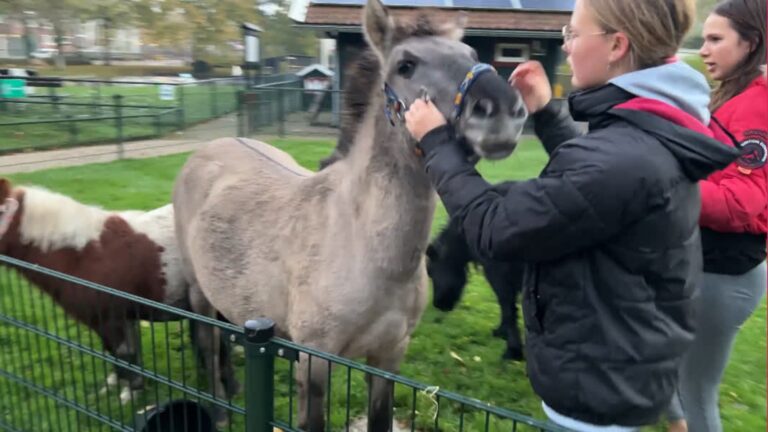 Pony’s ontsnappen uit stal en gaan op avontuur door Alblasserdam