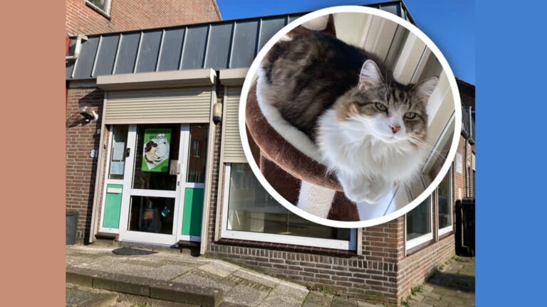 Moppie en Simba moeten verhuizen, kattenopvang grondig verbouwd