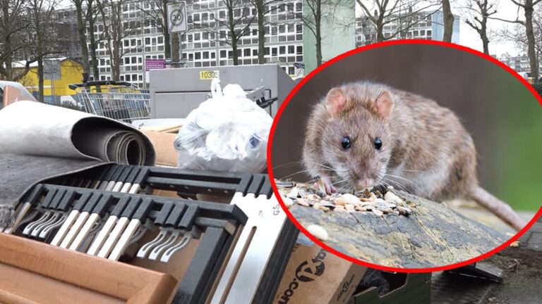 Bij Angelique is de rattenplaag nog niet voorbij: ‘Ze lopen te tapdansen in mijn tuin’