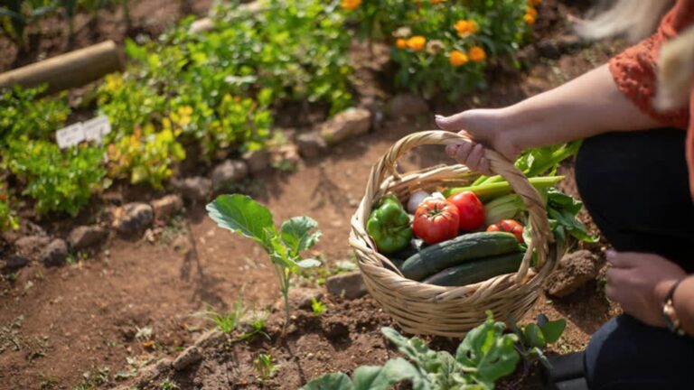 Herstelproject van vervuilde moestuinen gaat van start