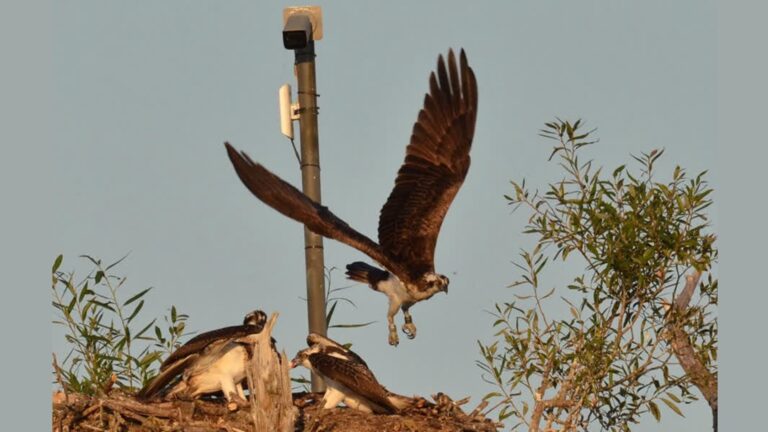 De camera’s draaien: zeldzame visarend arriveert binnenkort in de Biesbosch