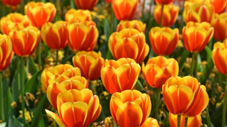 Dat wordt genieten, temperatuur gaat naar de 25 graden