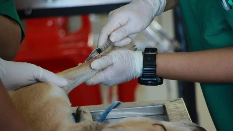 Onbevoegd werken bij dierenarts: ook hier staan ze aan de operatietafel