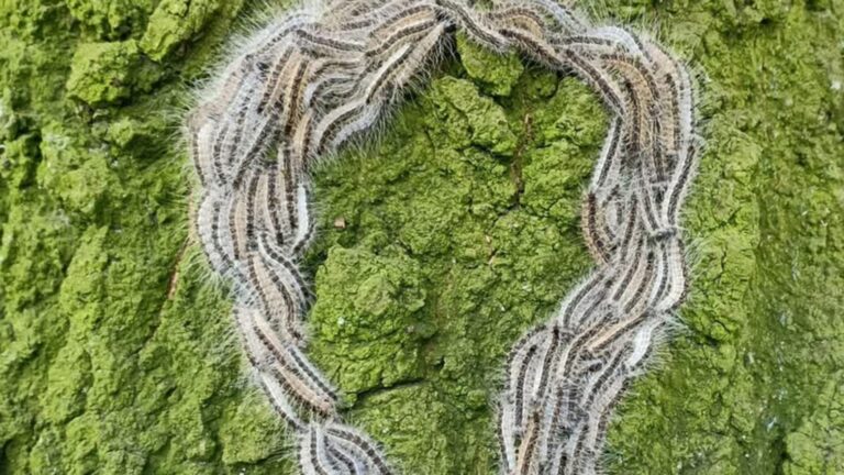 Gemeente roept op: meld nesten van eikenprocessierups