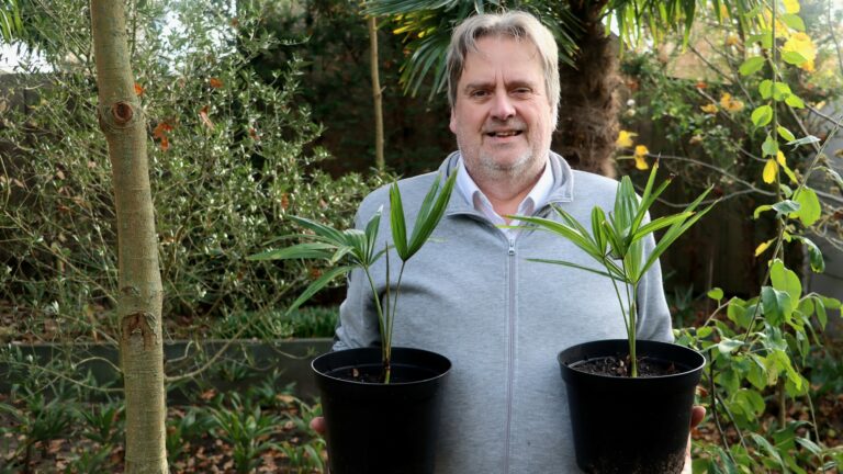 Donk begint webshop Palmpjes.NL ‘Groot worden ze vanzelf’
