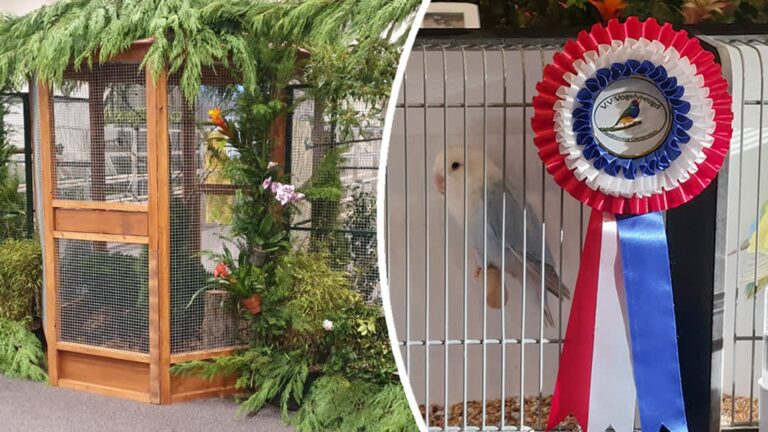 Jaarlijkse vogeltentoonstelling geannuleerd vanwege vogelgriep: ‘We voelen onmacht’