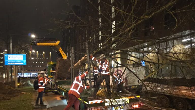 28 bomen maken zich klaar voor verhuizing: ‘Ze worden vaak gekapt als het niet past’
