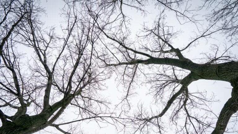 Kap van 210 bomen in Alblasserwaard bijna van start